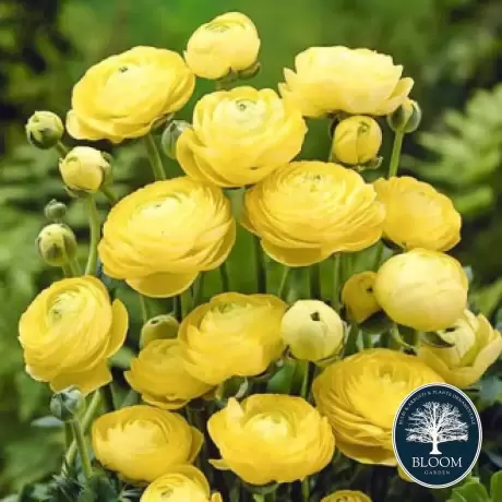 Ranunculus Yellow 