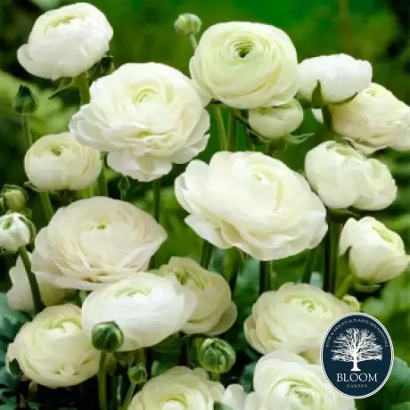 Ranunuculus White 