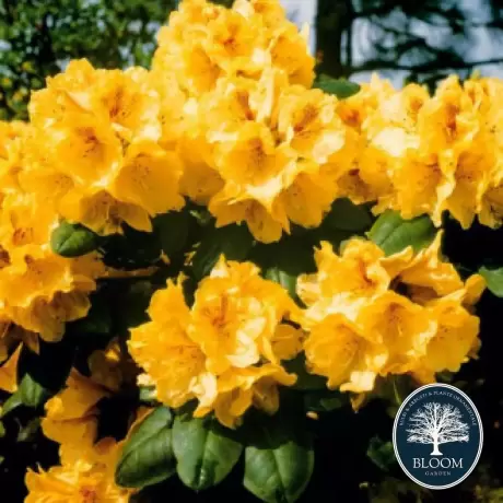 Rhododendron Auriu - Ghiveci 10 L - Înălțime 70 - 80 cm