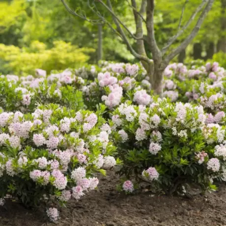 Rhododendron Bloombux - Ghiveci 10 L - Înălțime 70 - 80 cm