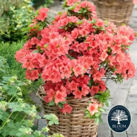 Rhododendron Brilliant Vromans - Ghiveci 10 L - Înălțime 70 - 80 cm