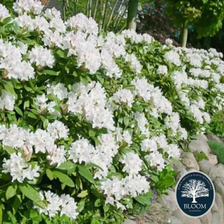 Rhododendron Cunningham White - Ghiveci 10 L - Înălțime 70 - 80 cm