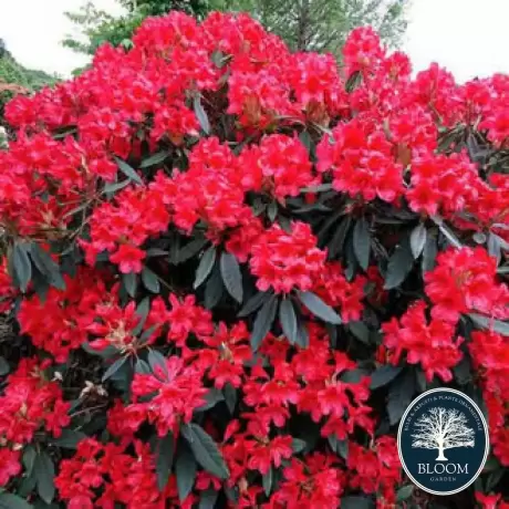 Rhododendron Dotella - Ghiveci 10 L - Înălțime 70 - 80 cm