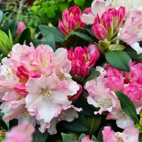 Rhododendron Dreamland - Ghiveci 10 L - Înălțime 70 - 80 cm