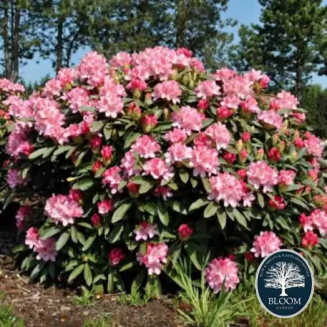 Rhododendron Fantasy - Ghiveci 10 L - Înălțime 70 - 80 cm