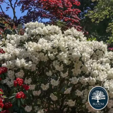 Rhododendron Gartendirektor Rieger - Ghiveci 10 L - Înălțime 70 - 80 cm