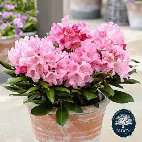 Rhododendron Hania - Ghiveci 10 L - Înălțime 70 - 80 cm