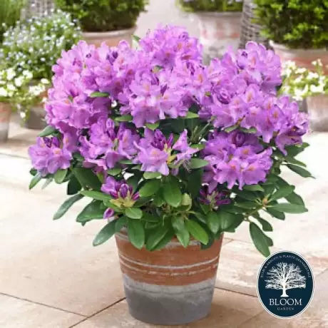 Rhododendron Libretto - Ghiveci 10 L - Înălțime 70 - 80 cm