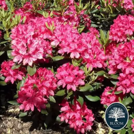 Rhododendron Pearces American Beauty - Ghiveci 10 L - Înălțime 70 - 80 cm