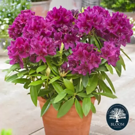 Rhododendron Polarnacht - Ghiveci 10 L - Înălțime 70 - 80 cm