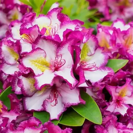 Rhododendron Pushy Purple - Ghiveci 10 L - Înălțime 70 - 80 cm