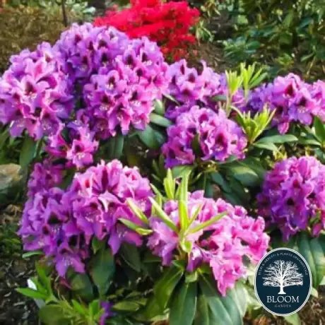 Rhododendron Rasputin - Ghiveci 10 L - Înălțime 70 - 80 cm