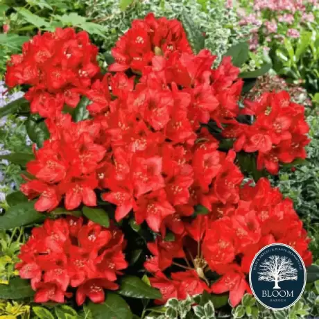 Rhododendron Red Jack - Ghiveci 10 L - Înălțime 70 - 80 cm