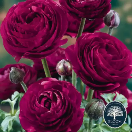 Ranunculus Violet