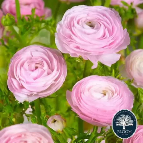 Ranunculus White Pink