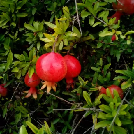 Pomi fructiferi - Rodiu Punica Granatum Nero radacina impachetata