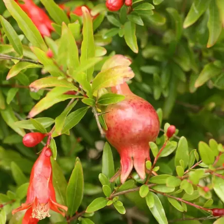 Pomi fructiferi - Rodiu (Punica Granatum) radacina impachetata