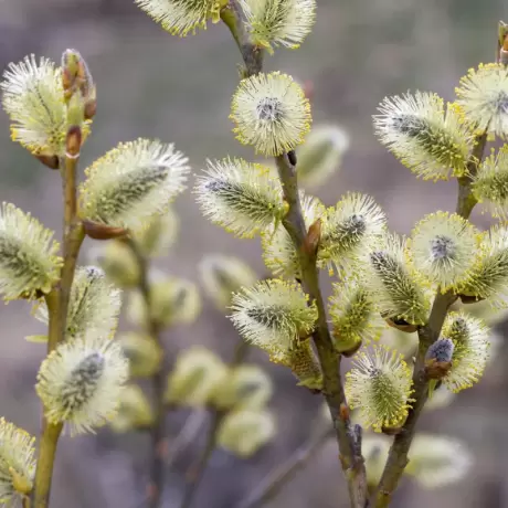 Salix Caprea la Ghiveci 5L - Inaltime 140 - 160 cm