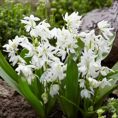 Bulbi de Scilla Siberica - Alba 