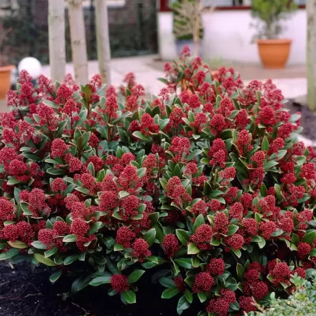 Liliac Japonez - Skimmia Japonica Red - Ghiveci 5 l - Inaltime 60 - 70 cm