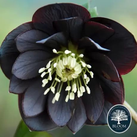 Spanz (Helleborus) Black