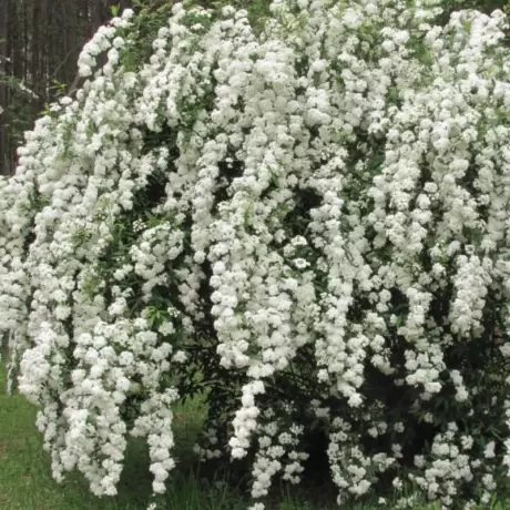 Cununita Alba - Spiraea Nipponica Snowmound - Ghiveci 2 l - Inaltime 40 - 50 cm