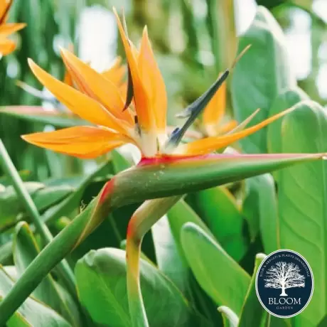 Strelitzia