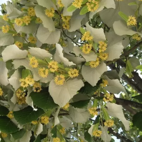 Tei Argintiu - Tilia Tomentosa - Inaltime 100 - 120 cm cu Radacina Impachetata