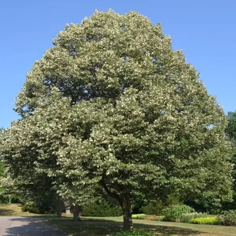 Tei Argintiu - Tilia Tomentosa - Ghiveci 3 L - Inaltime 100 - 120 cm