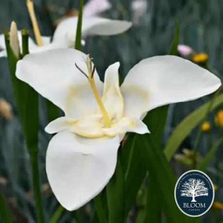 Bulbi de Tigridia Alba Imaculata