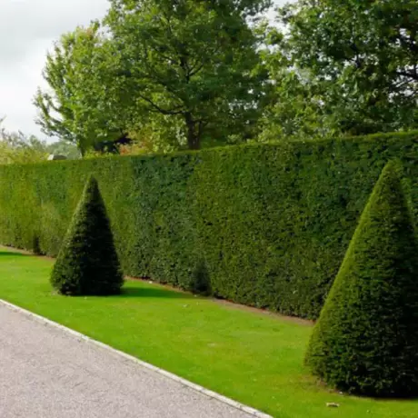 Tisa Gard Viu vesnic Verde - Taxus Baccata la Ghiveci