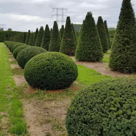 Tisa Gard Viu vesnic Verde - Taxus Baccata la Ghiveci