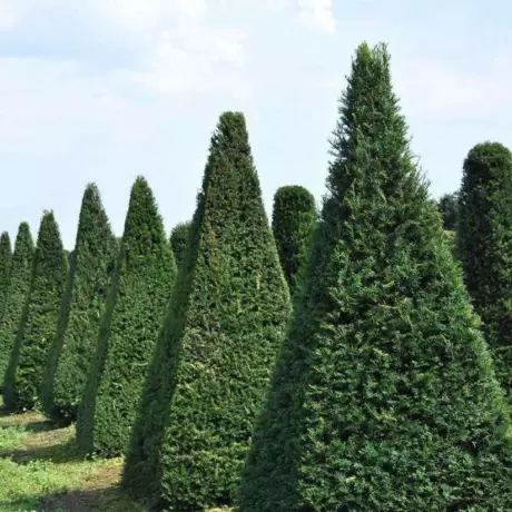 Tisa Gard Viu vesnic Verde - Taxus Baccata la Ghiveci