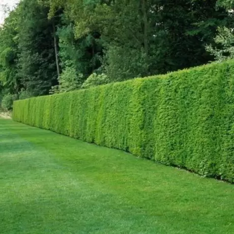 Tisa Gard Viu vesnic Verde - Taxus Baccata la Ghiveci