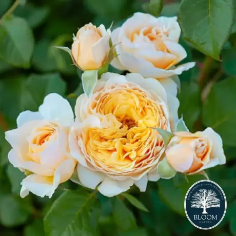 Trandafir Floribunda Floral Fashion la Ghiveci 3L - anul 3