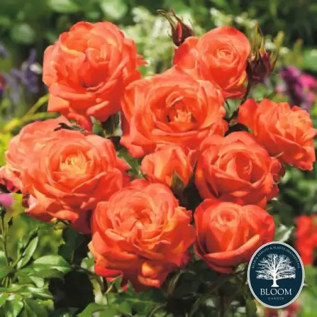 Trandafir Floribunda Orange la Ghiveci 3L - anul 3