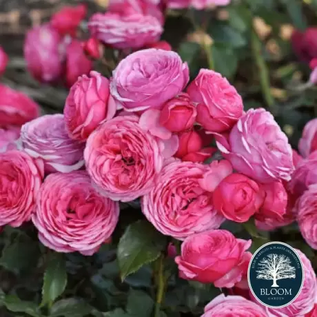 Trandafir Floribunda Pink Vaza la Ghiveci 3L - anul 3