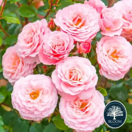 Trandafir Floribunda Pink la Ghiveci 3L - anul 3