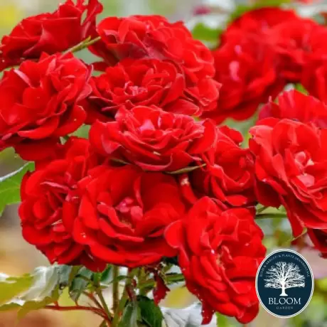 Trandafir Floribunda Red la Ghiveci 3L - anul 3