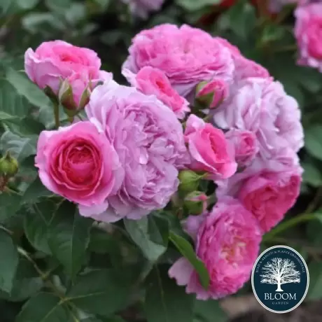 Trandafir Floribunda Renee van Wegberg la Ghiveci 3L - anul 3