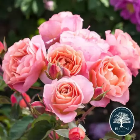 Trandafir Floribunda Trendy Fashion la Ghiveci 3L - anul 3