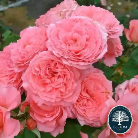 Trandafir Floribunda Urban Fashion la Ghiveci 3L - anul 3