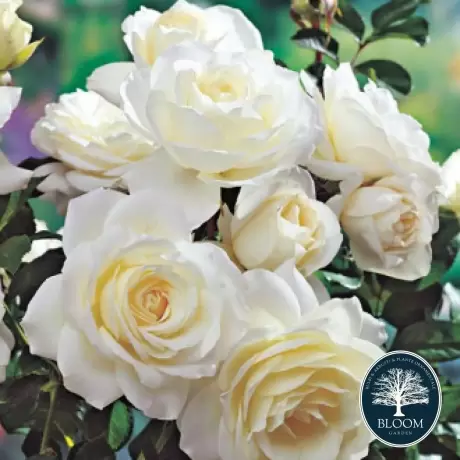 Trandafir Floribunda White la Ghiveci 3L - anul 3