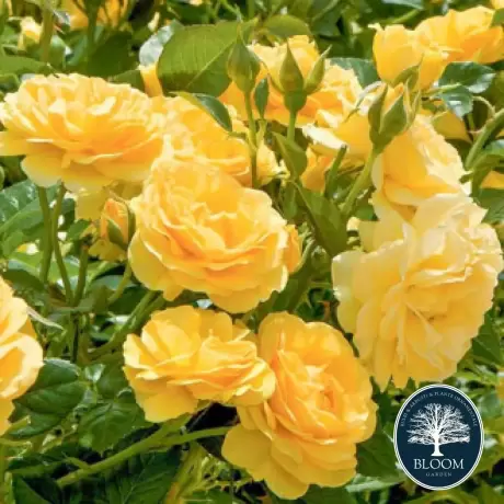 Trandafir Floribunda Yellow la Ghiveci 3L - anul 3