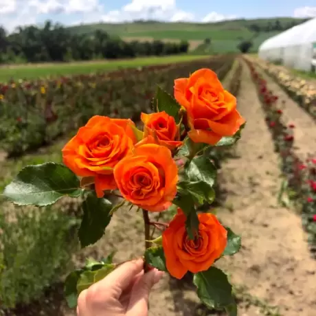 Trandafiri Orange la Ghiveci 3L - anul 3