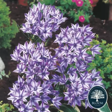 Bulbi de Triteleia Violet 