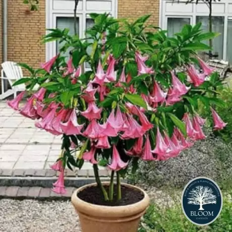 Trompeta Ingerilor Angels Pink la Ghiveci 2L (50-60 cm)