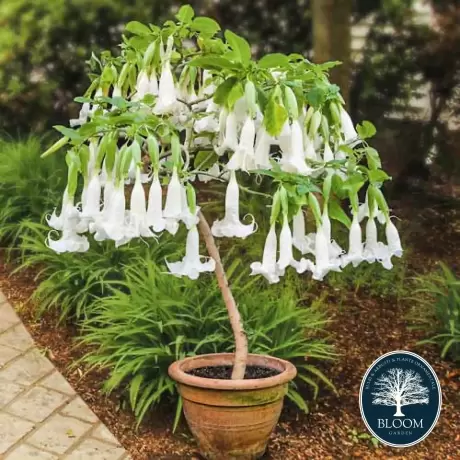 Trompeta Ingerilor Angels White la Ghiveci 2L (50-60 cm)