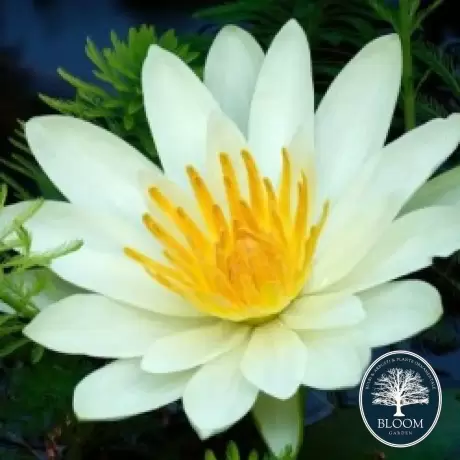 White Water Lily