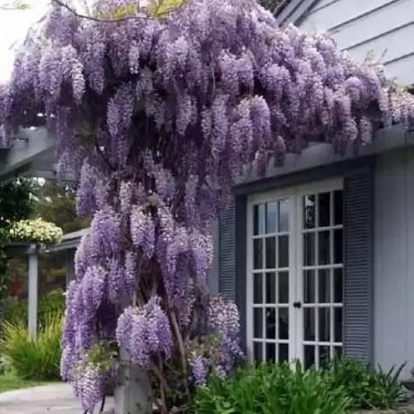 Wisteria Cataratoare Dark Purple la Ghiveci 3L (40-50 cm)